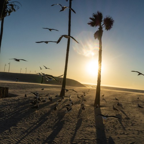 Le stelle italiane di Los Angeles